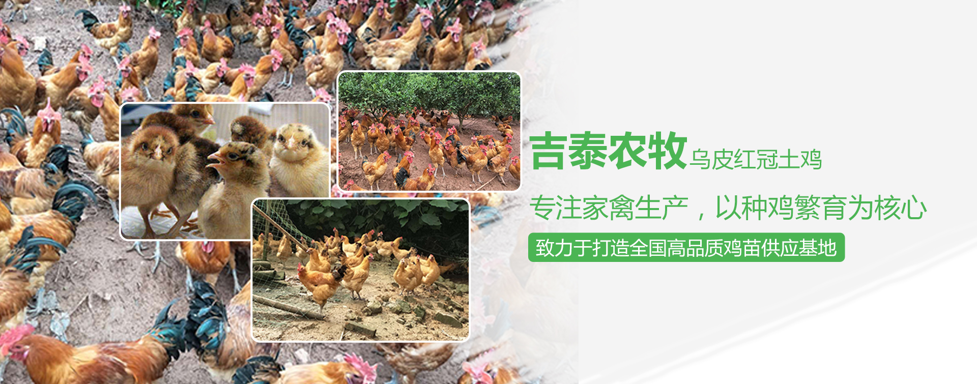 株洲鸡苗