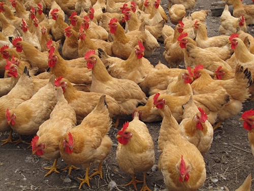 尊龙官方网站黄花鸡价格