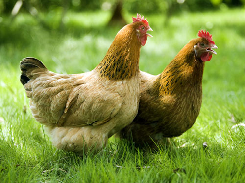 湖南省尊龙官方网站农牧