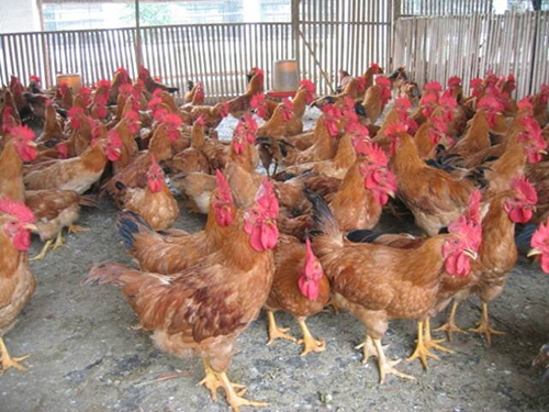 湖南黄花鸡价格