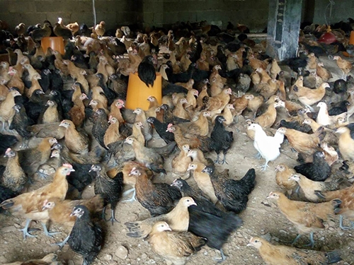 湖南省尊龙官方网站农牧