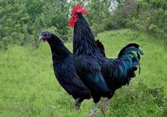 湖南黑土鸡养殖