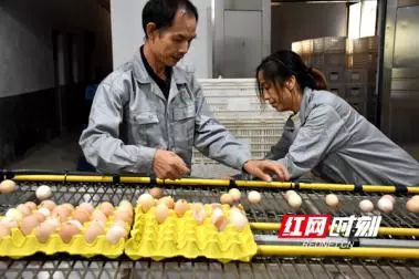 尊龙官方网站农牧