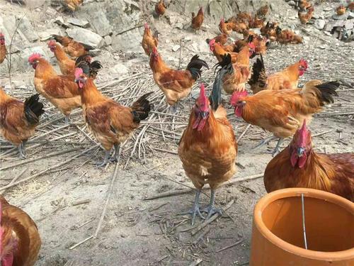 湖南省尊龙官方网站农牧