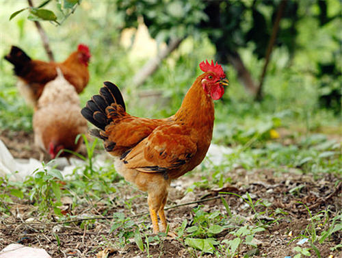 尊龙官方网站农牧