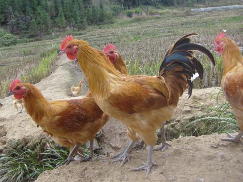 湖南尊龙官方网站农牧