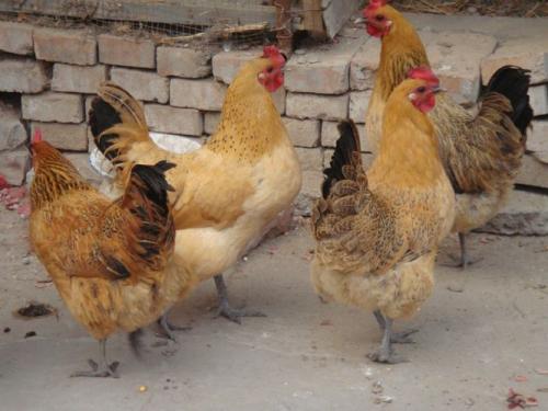 湖南尊龙官方网站农牧