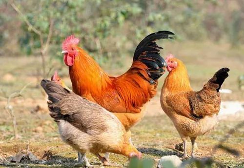 湖南尊龙官方网站农牧