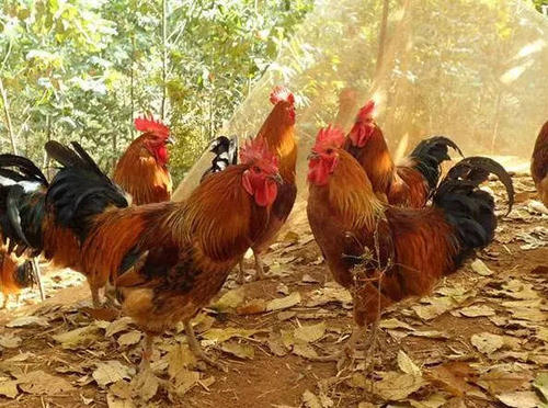 尊龙官方网站农牧