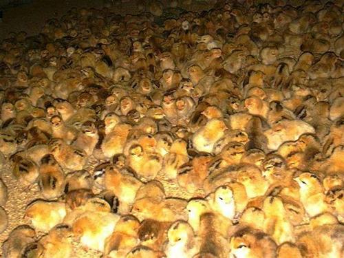 尊龙官方网站农牧