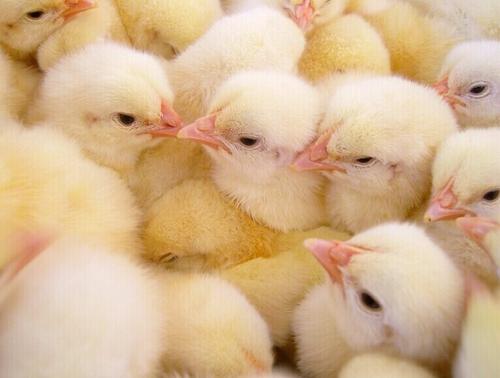 尊龙官方网站农牧