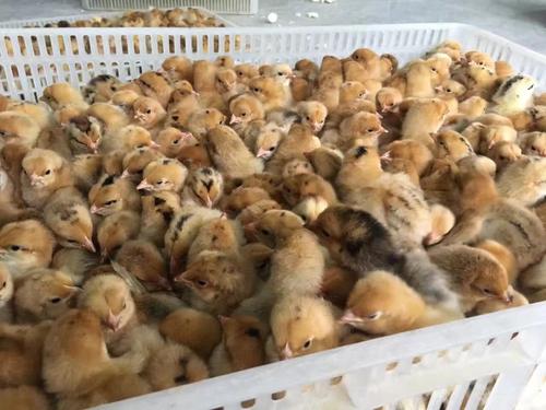 尊龙官方网站农牧