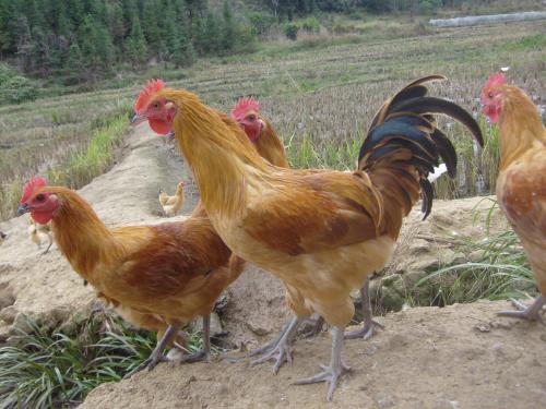 尊龙官方网站农牧