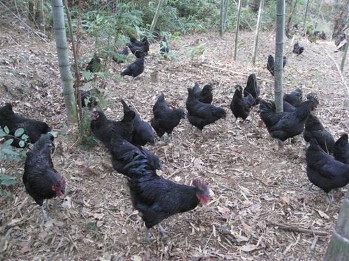 尊龙官方网站农牧